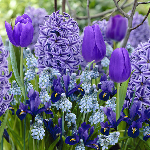 35 Bulbes de fleurs Bordure Bleue en mélange - Willemse