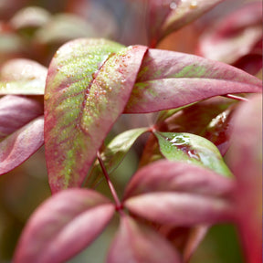 Nandina - Bambou sacré Fire Power - Nandina domestica Fire Power