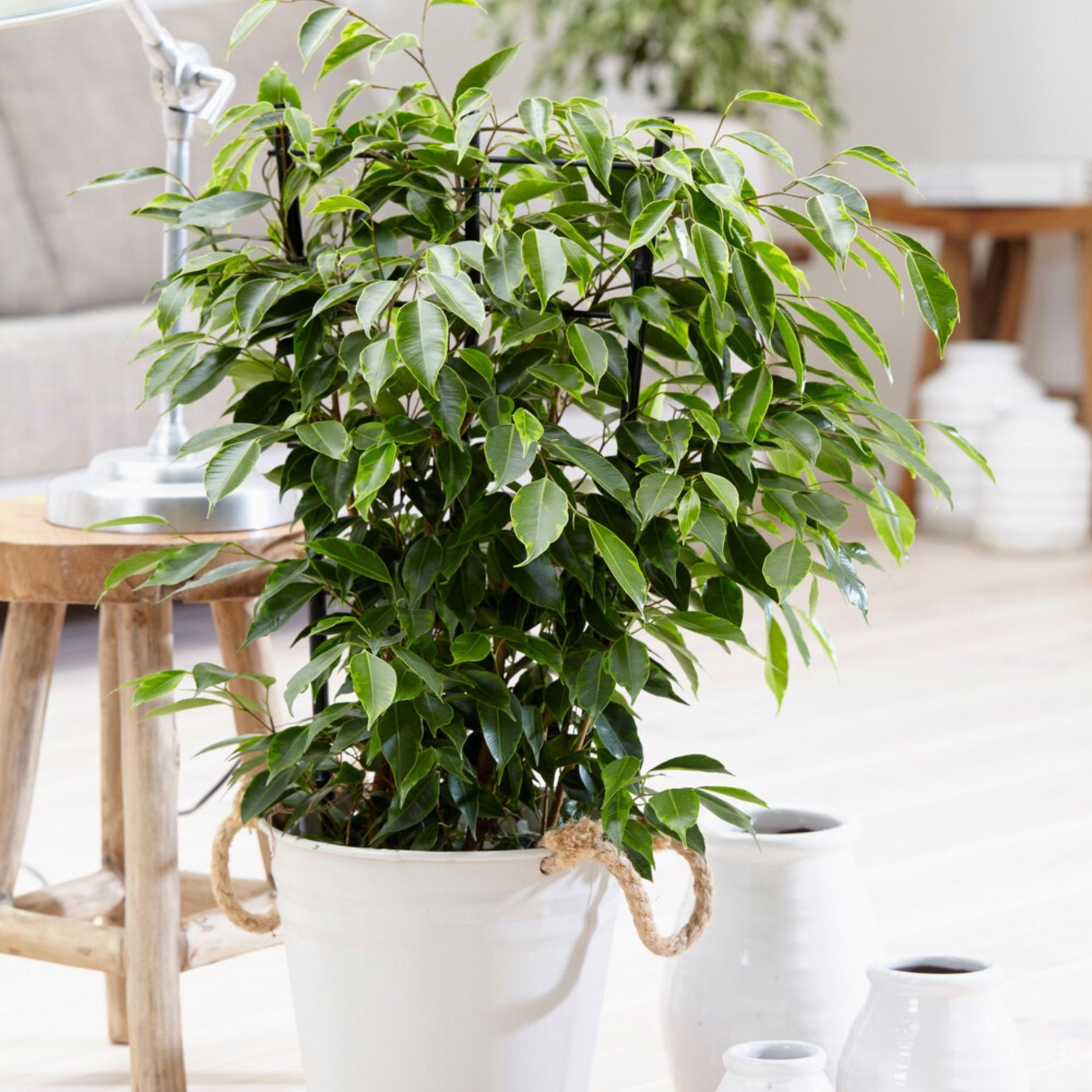 Ficus benjamina Anastasia - Ficus benjamina Anastasia - Plantes