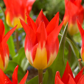 Tulipe - 5 Tulipes 'Flames Mystery' - Tulipa Fosteriana Flames Mystery