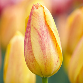 Tulipa Single Late Rhapsody of Smiles - 5 Tulipes 'Rhapsody of Smiles' - Tulipe