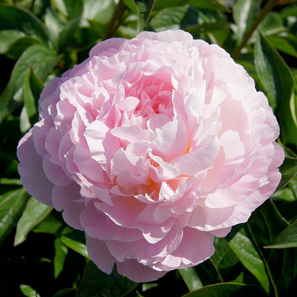 Paeonia lactiflora Albert Crousse - Pivoine Albert Crousse - Pivoines