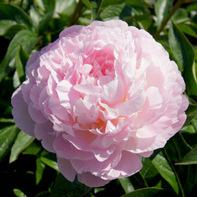 Paeonia lactiflora Albert Crousse - Pivoine Albert Crousse - Pivoines