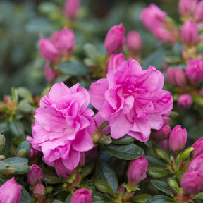 Azalée du Japon Lilac Surprise - Willemse