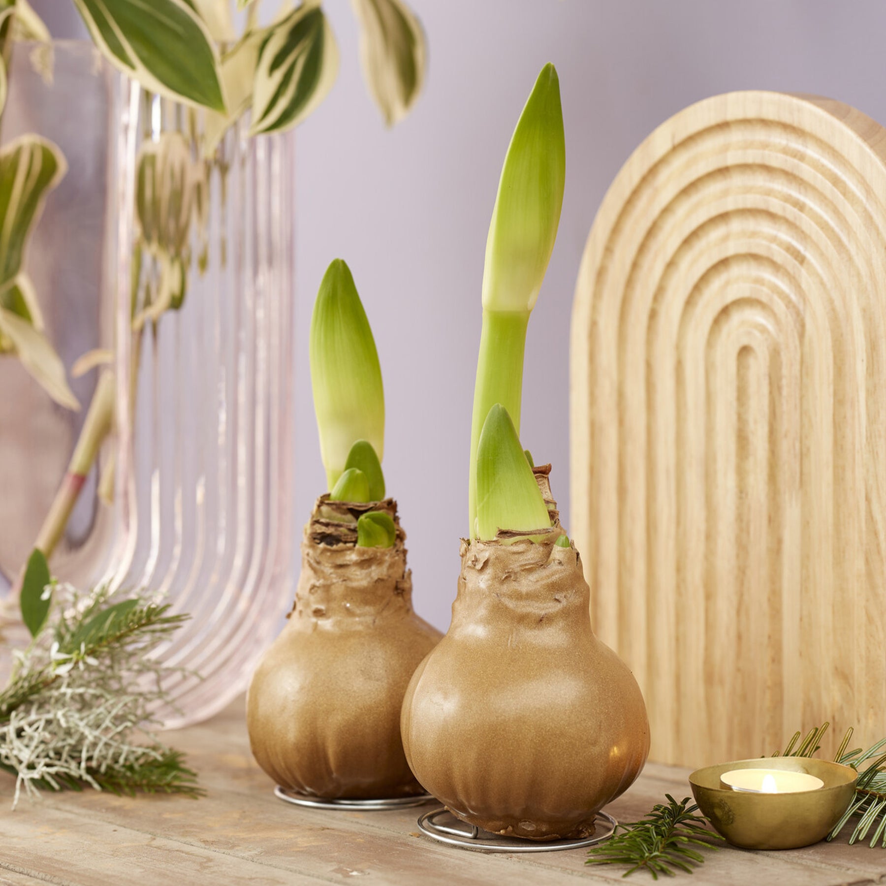 Wax Amaryllis  Gloss Gold - Willemse