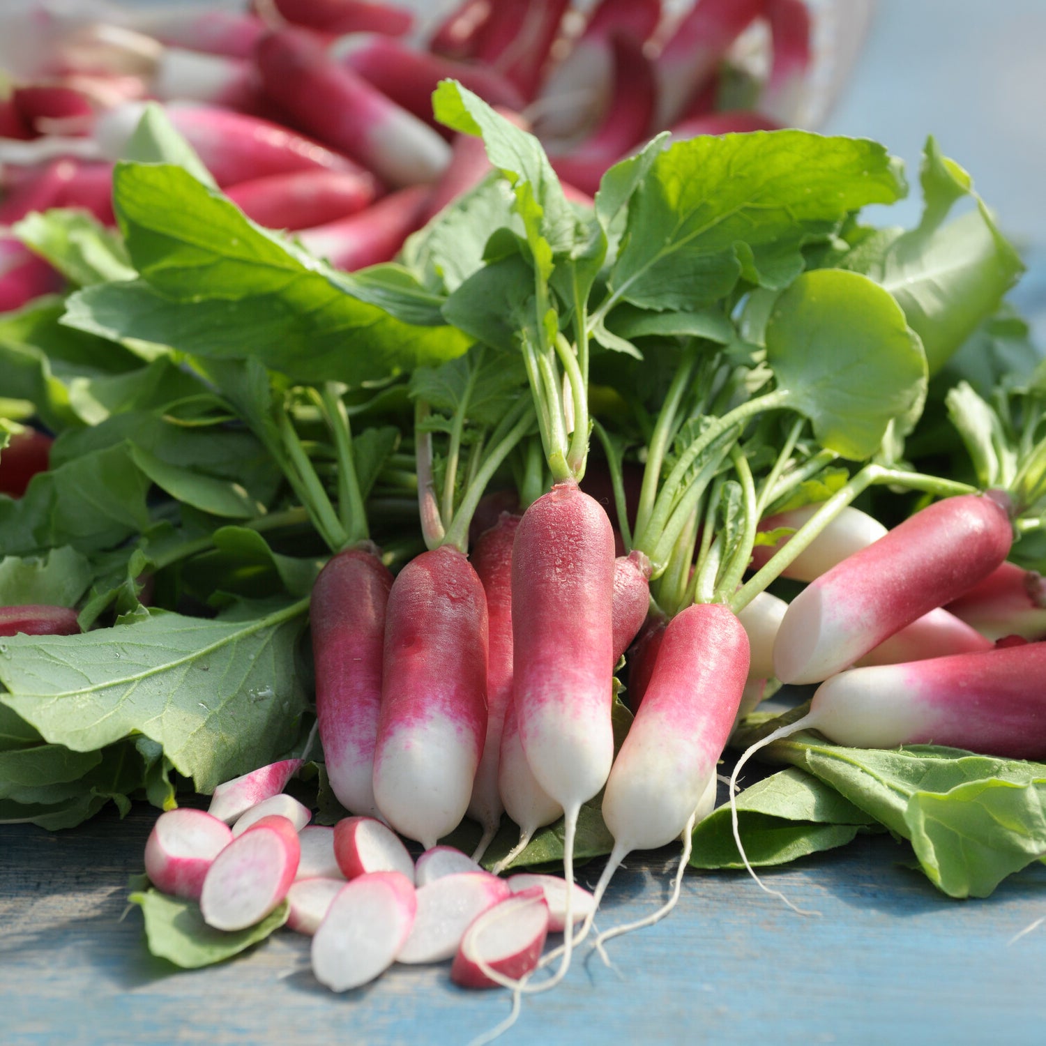 Graines de fruits et légumes Bio - Radis De 18 jours demi-long Bio - Raphanus sativus de 18 jours 1/2 long