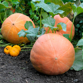 Cucurbita maxima atlantic giant - Potiron Atlantic Giant - Potirons potimarron