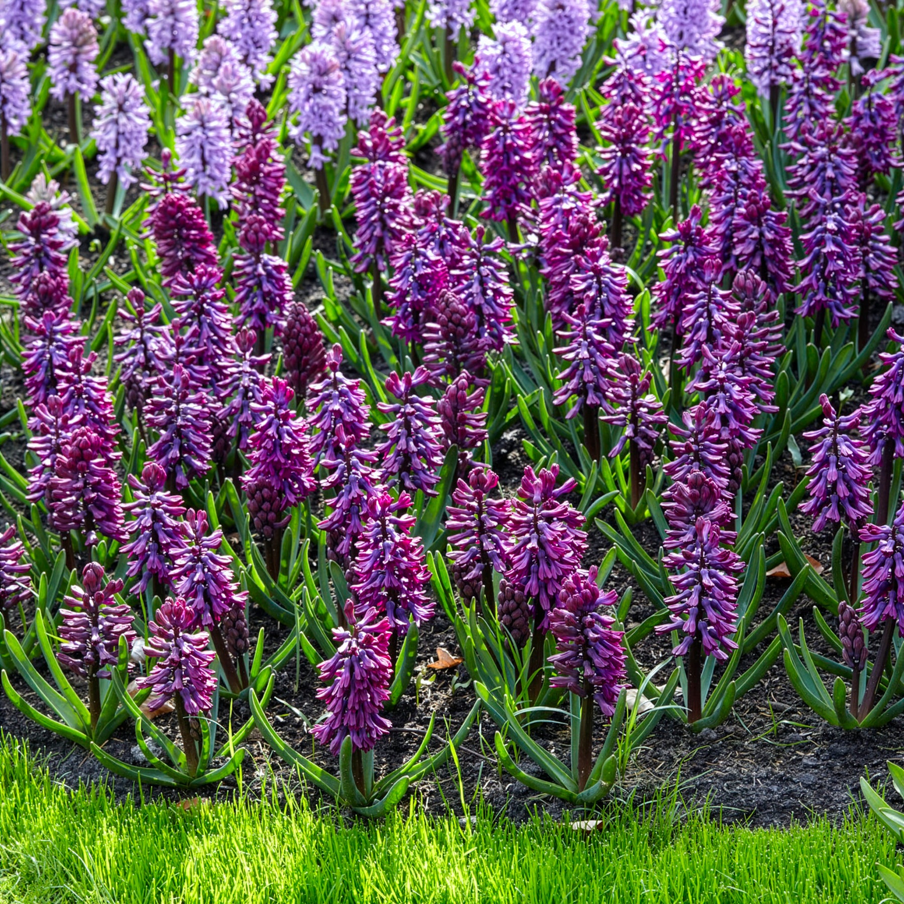 Hyacinthus orientalis woodstock - 6 Jacinthes Woodstock pourpre - Jacinthe