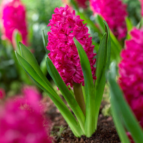 Jacinthe - 6 Jacinthes Jan Bos rouge - Hyacinthus orientalis Jan Bos