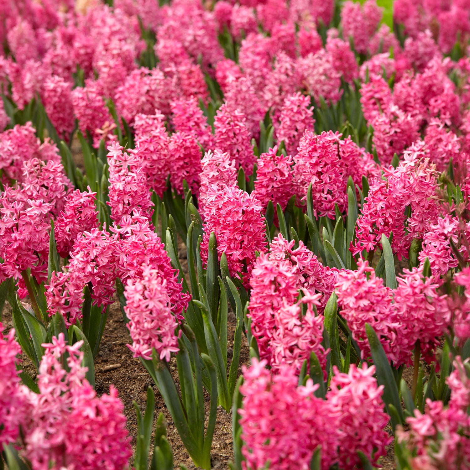 Vente 6 Jacinthes Jan Bos rouge - Hyacinthus orientalis Jan Bos