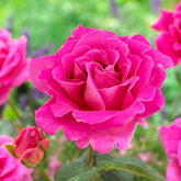 Rosier Pink Perfume - Willemse
