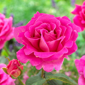 Rosier Pink Perfume - Willemse