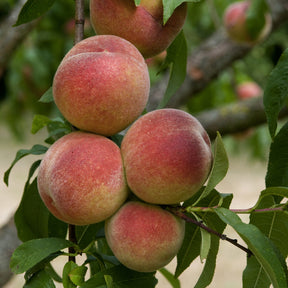 Pêcher - Pêcher Amsden - Prunus persica Amsden