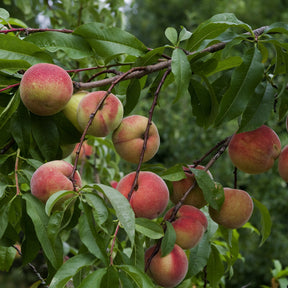 Prunus persica Amsden - Pêcher Amsden - Pêcher