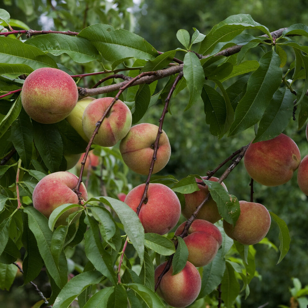 Prunus persica Amsden - Pêcher Amsden - Pêcher