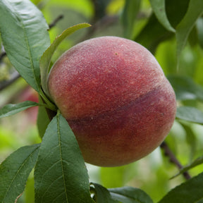 Vente Pêcher Amsden - Prunus persica Amsden