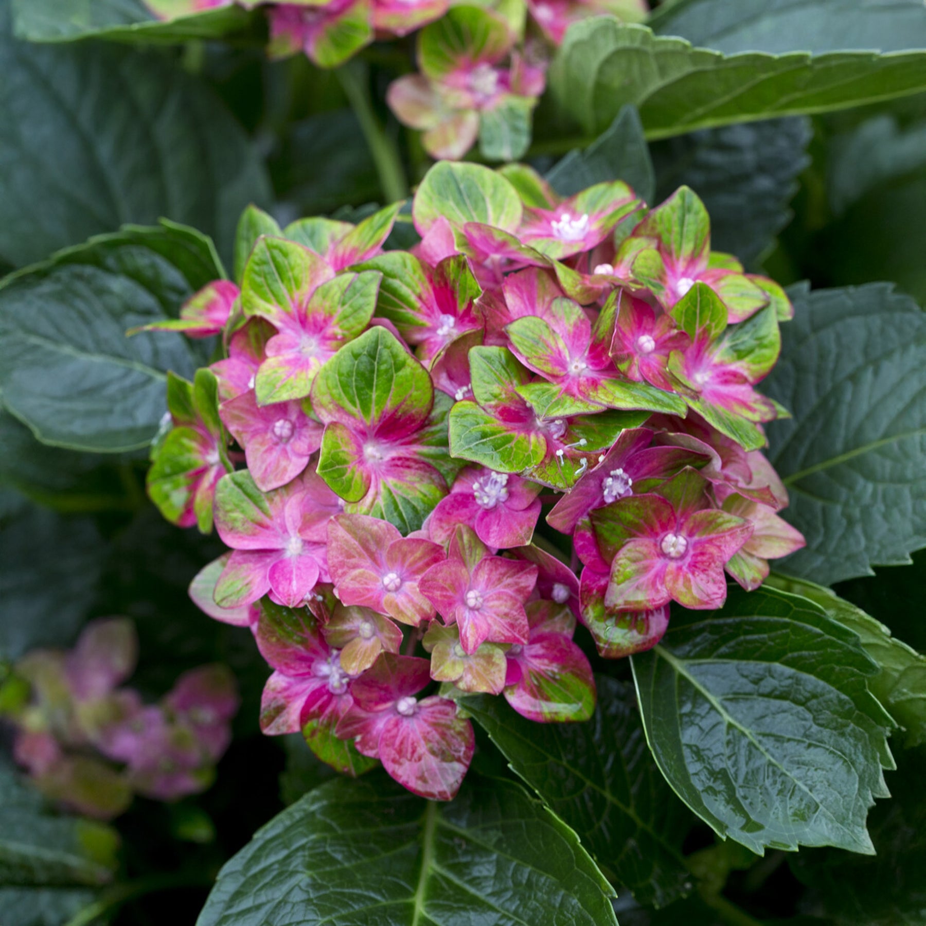 Hydrangea macrophylla Saxon ® - Hortensia Saxon ® - Hortensia à grandes feuilles