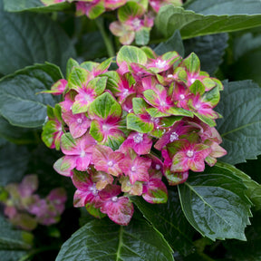 Hydrangea macrophylla Saxon ® - Hortensia Saxon ® - Hortensia à grandes feuilles