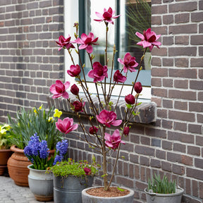 Magnolia Genie - Magnolias - Willemse