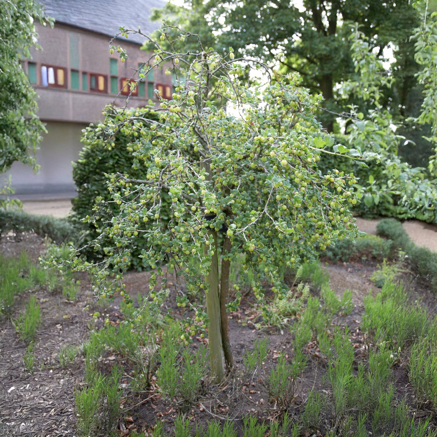 Groseillier à maquereau blanc sur tige - Ribes uva-crispa Hinnonmäki Grün - Willemse