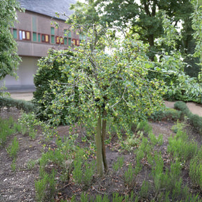 Groseillier à maquereau blanc sur tige - Ribes uva-crispa Hinnonmäki Grün - Willemse