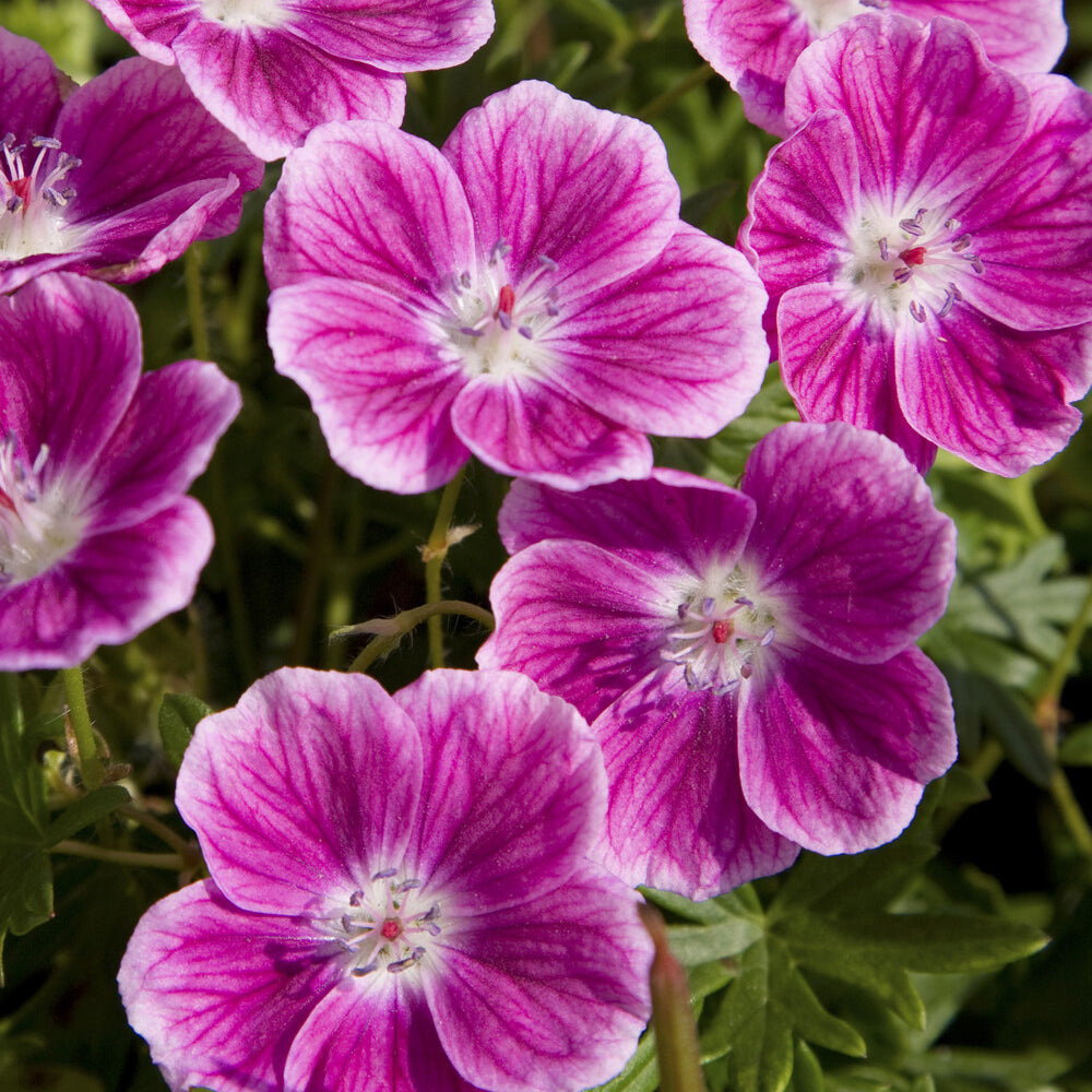 Géraniums vivaces - Géranium vivace sanguin Elke - Geranium sanguineum Elke