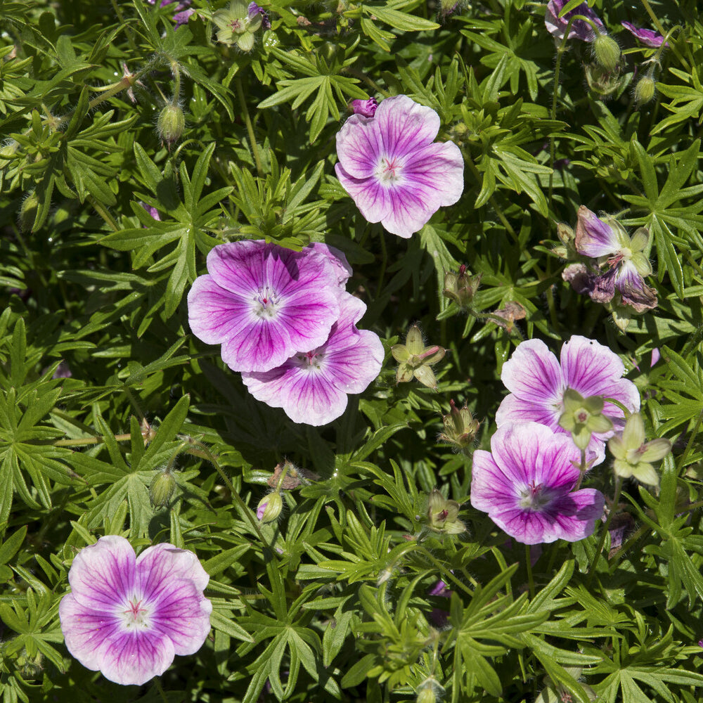 Geranium sanguineum Elke - Géranium vivace sanguin Elke - Géraniums vivaces