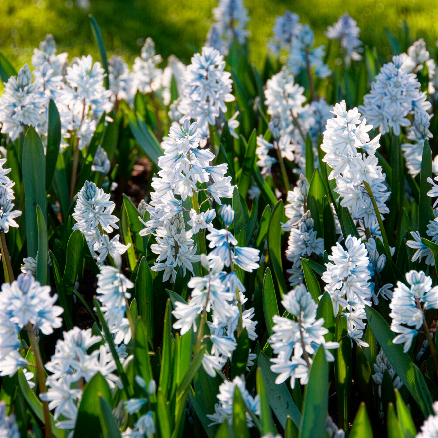 Bulbes à floraison printanière - 20 Puschkinia blancs - Puschkinia libanotica alba