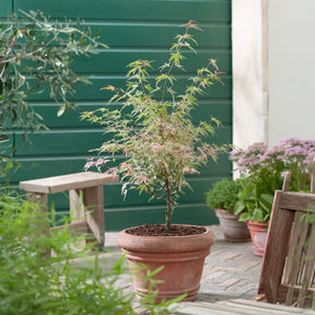 Erable Taylor - Acer palmatum Taylor - Willemse