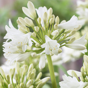 Vente Agapanthe blanche
