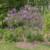 Lilas Sensation - Willemse