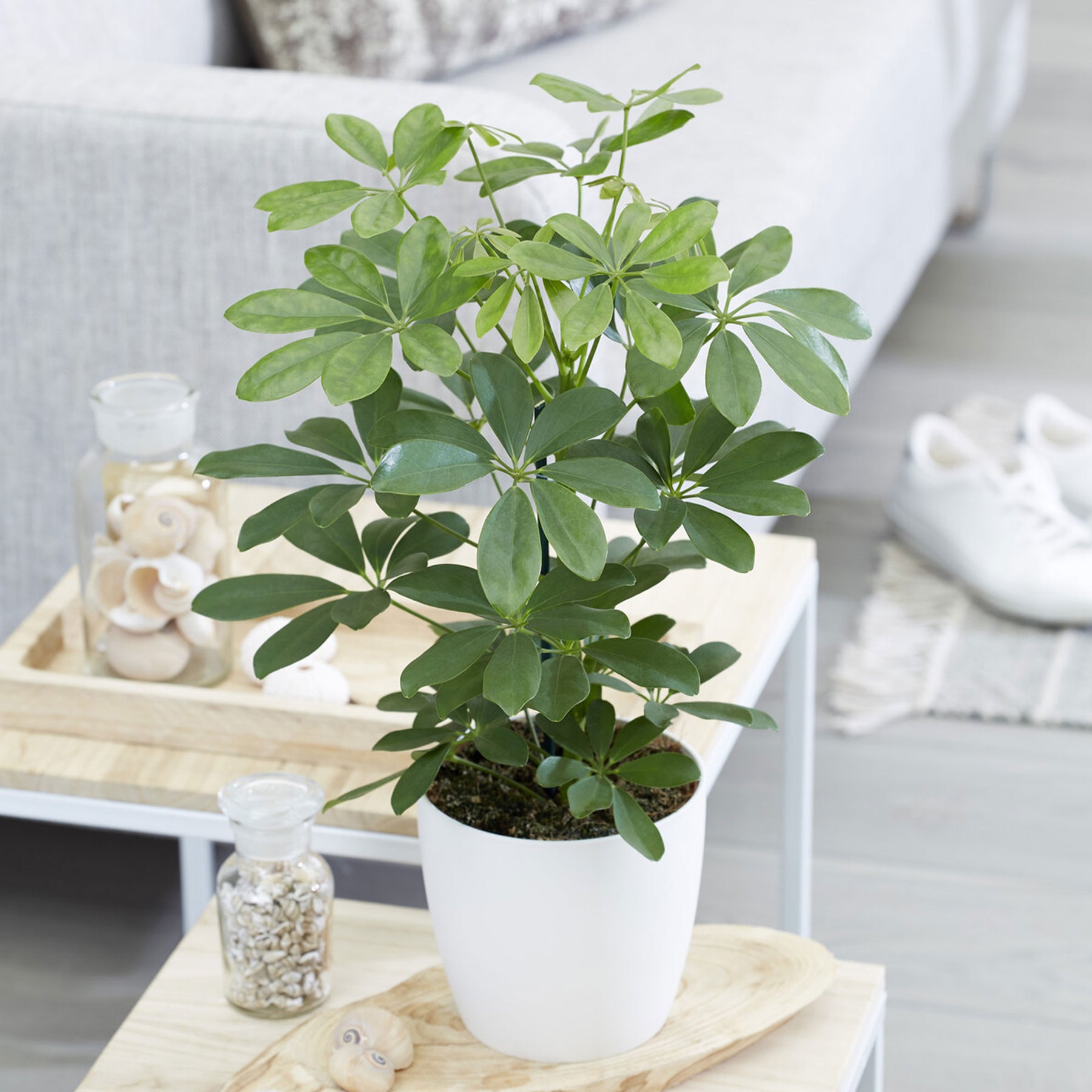 Schefflera arboricola - Schefflera - Plantes vertes