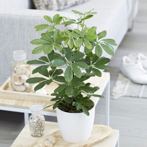 Schefflera arboricola - Schefflera - Plantes vertes