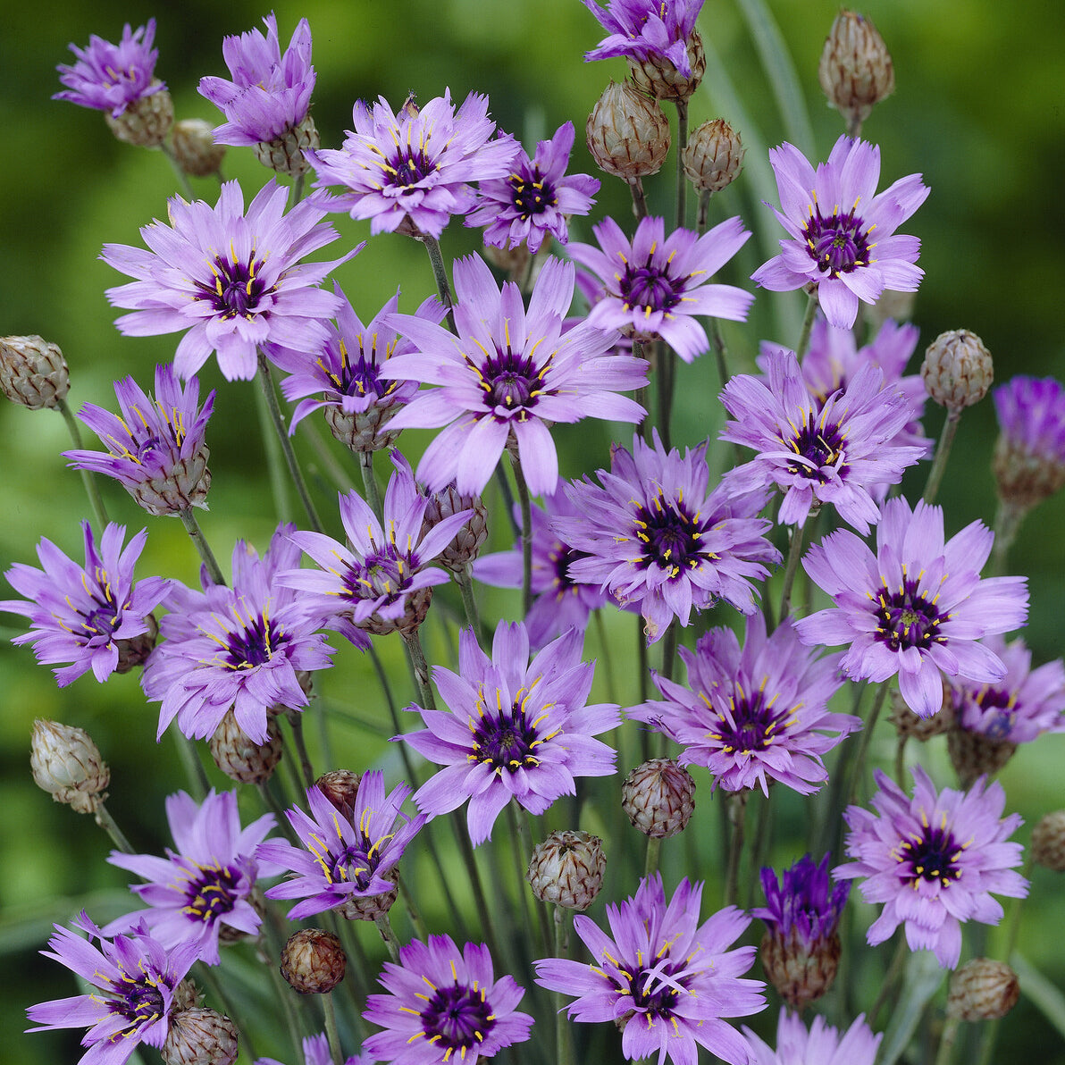 Catananche caerulea - Catananche bleue - Cupidone - Fleurs vivaces