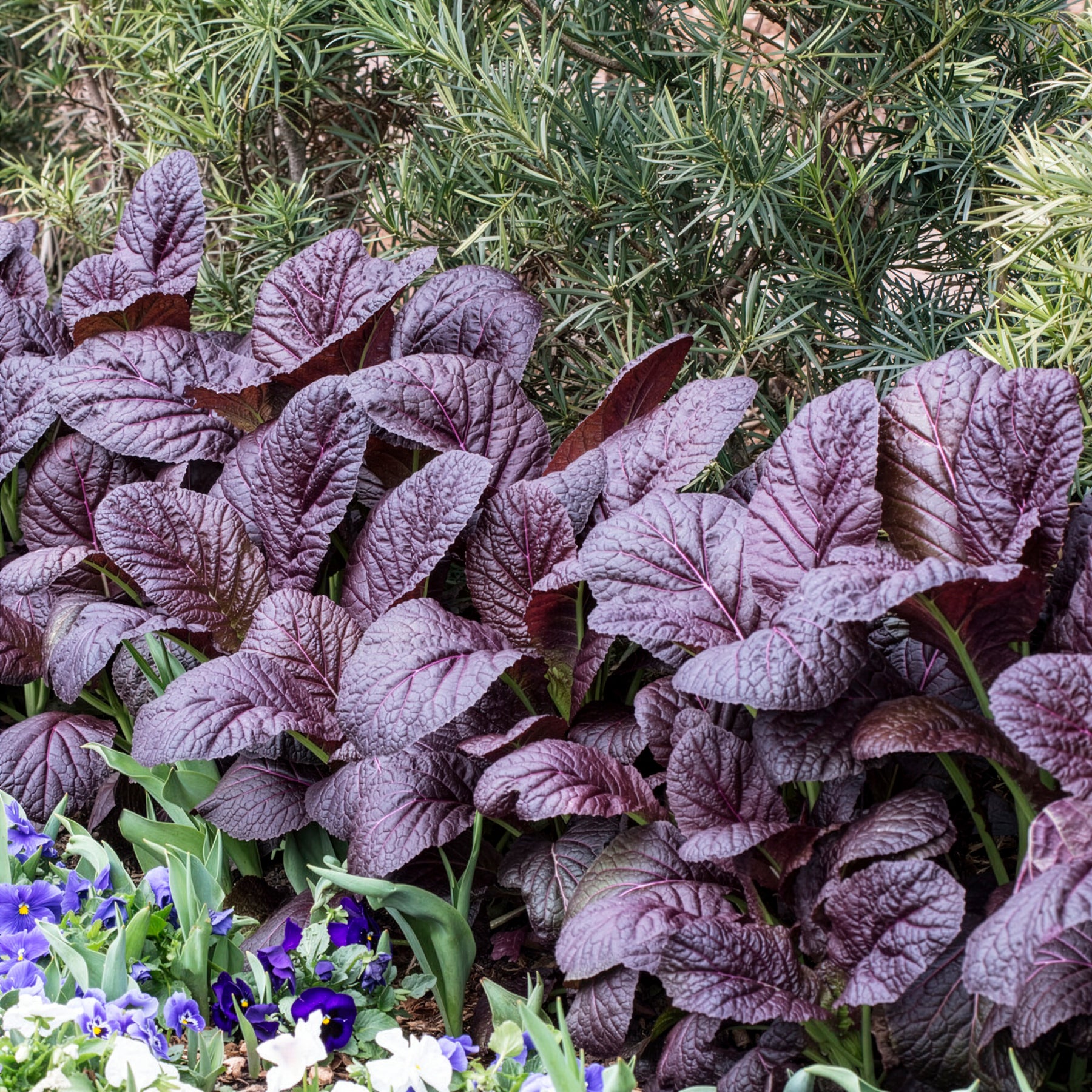 Moutarde rouge de Chine Red Giant Bio - Brassica juncea integrifolia red giant - Willemse