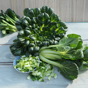 Brassica rapa rosularis - Choux chinois Tatsoi Bio - Graines de fruits et légumes Bio