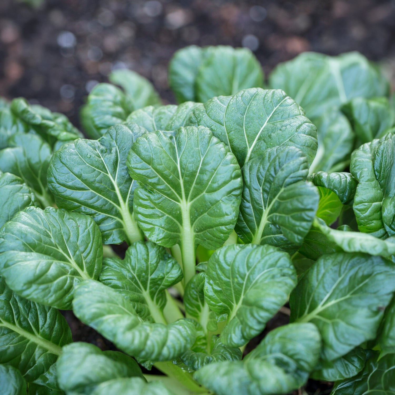Graines de fruits et légumes Bio - Choux chinois Tatsoi Bio - Brassica rapa rosularis