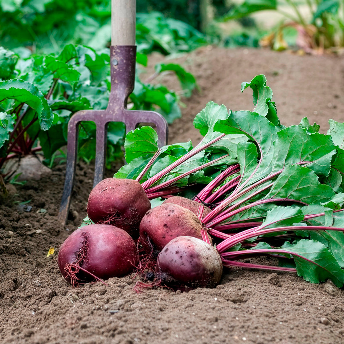 Betterave rouge de Détroit 2 - Storuman Bio - Beta vulgaris de detroit 2 - storuman - Willemse