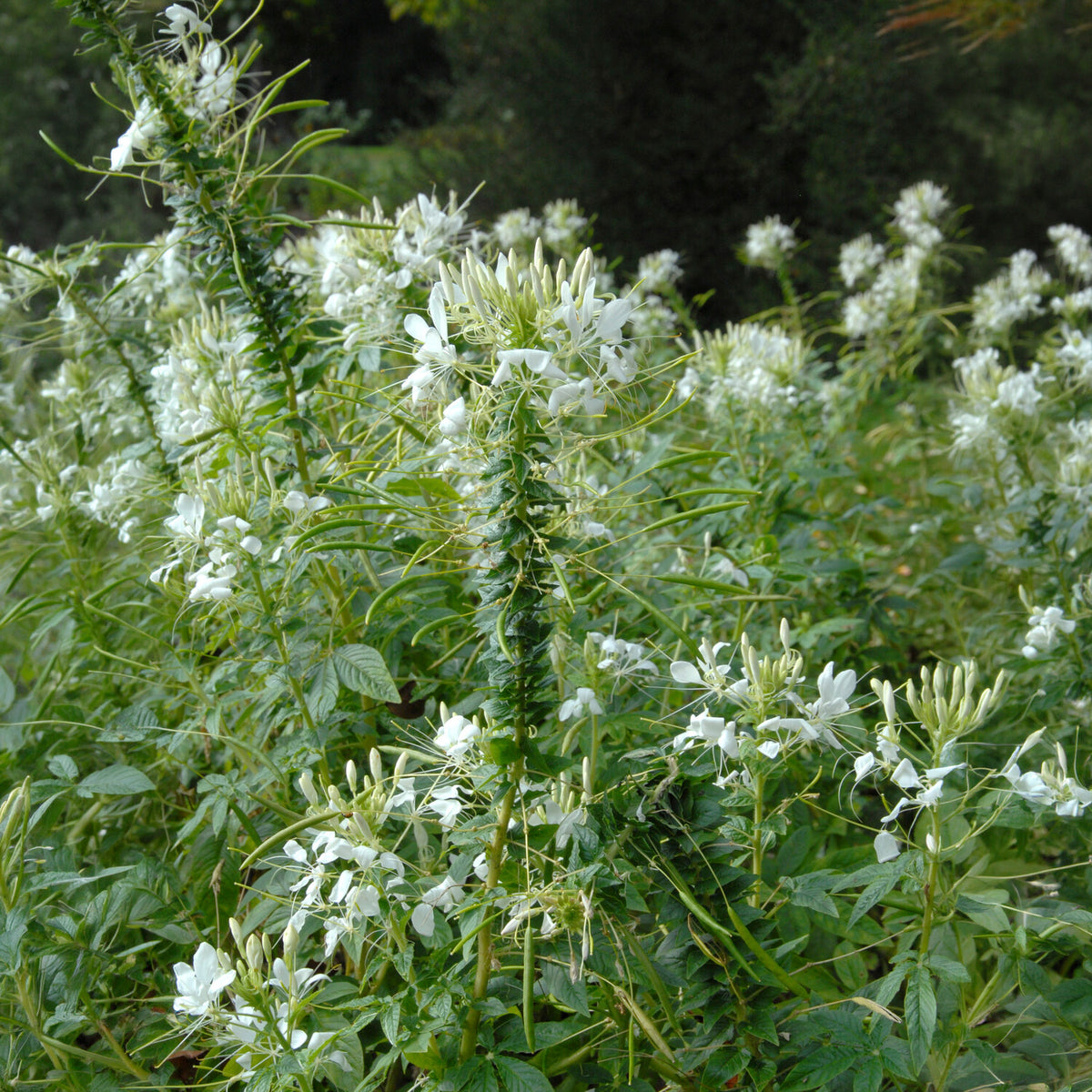 Cléome épineux White Queen - Cleome spinosa white queen - Willemse