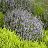Bruyère d'été Spring Torch - Willemse
