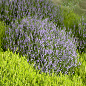 Bruyère d'été Spring Torch - Willemse