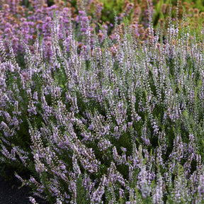 Bruyère d'été Spring Torch - Calluna vulgaris Spring Torch - Willemse