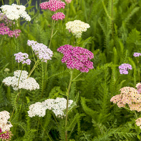 Achillée Summer Pastels - Willemse