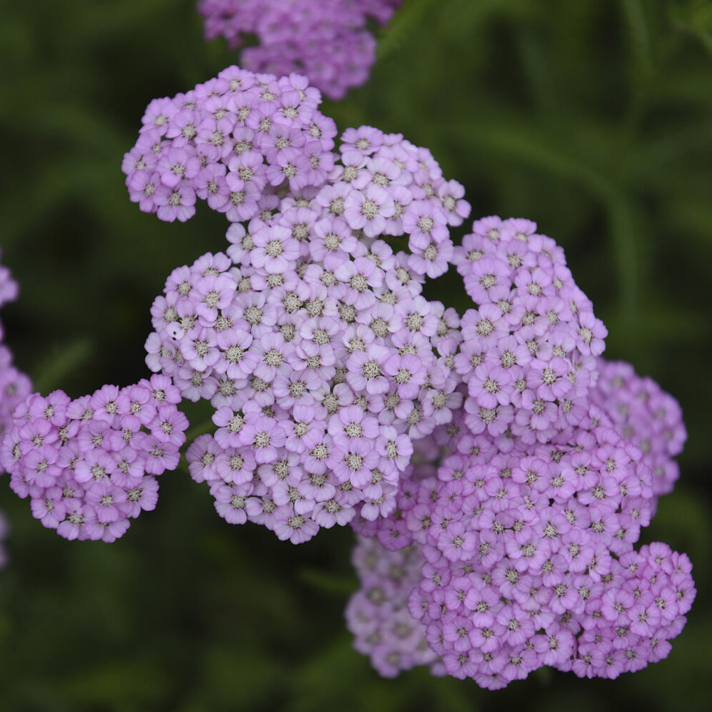 Achillée millefeuille Apfelblüte - Willemse