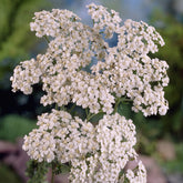 Achillée millefeuille Schneetaler - Willemse