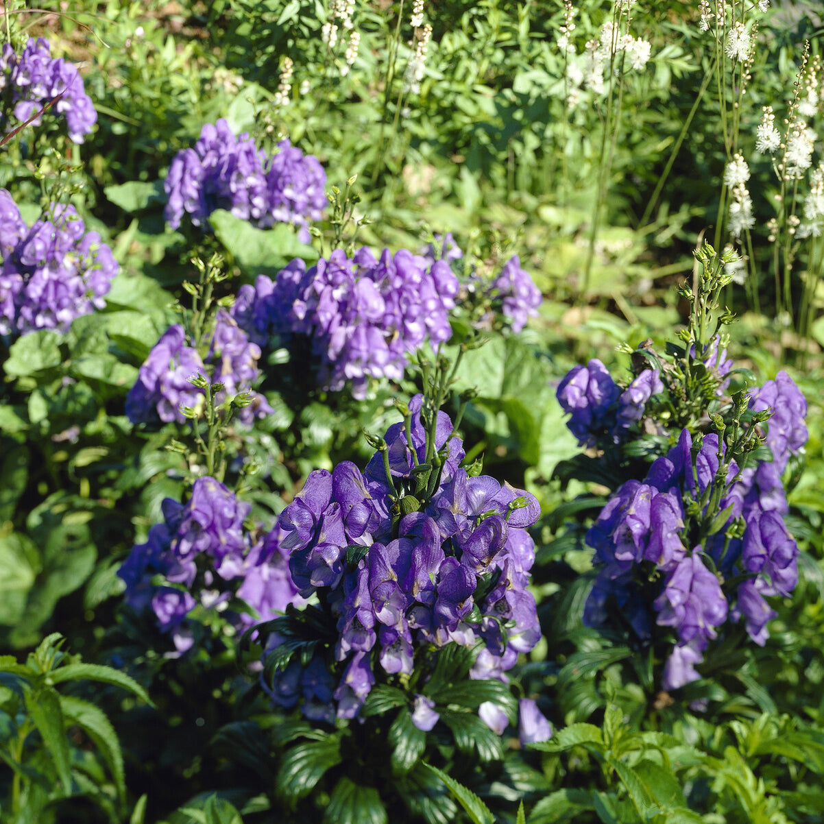 Aconitum carmichaelli Arendsii - Aconit d'automne Arendsii - Aconit