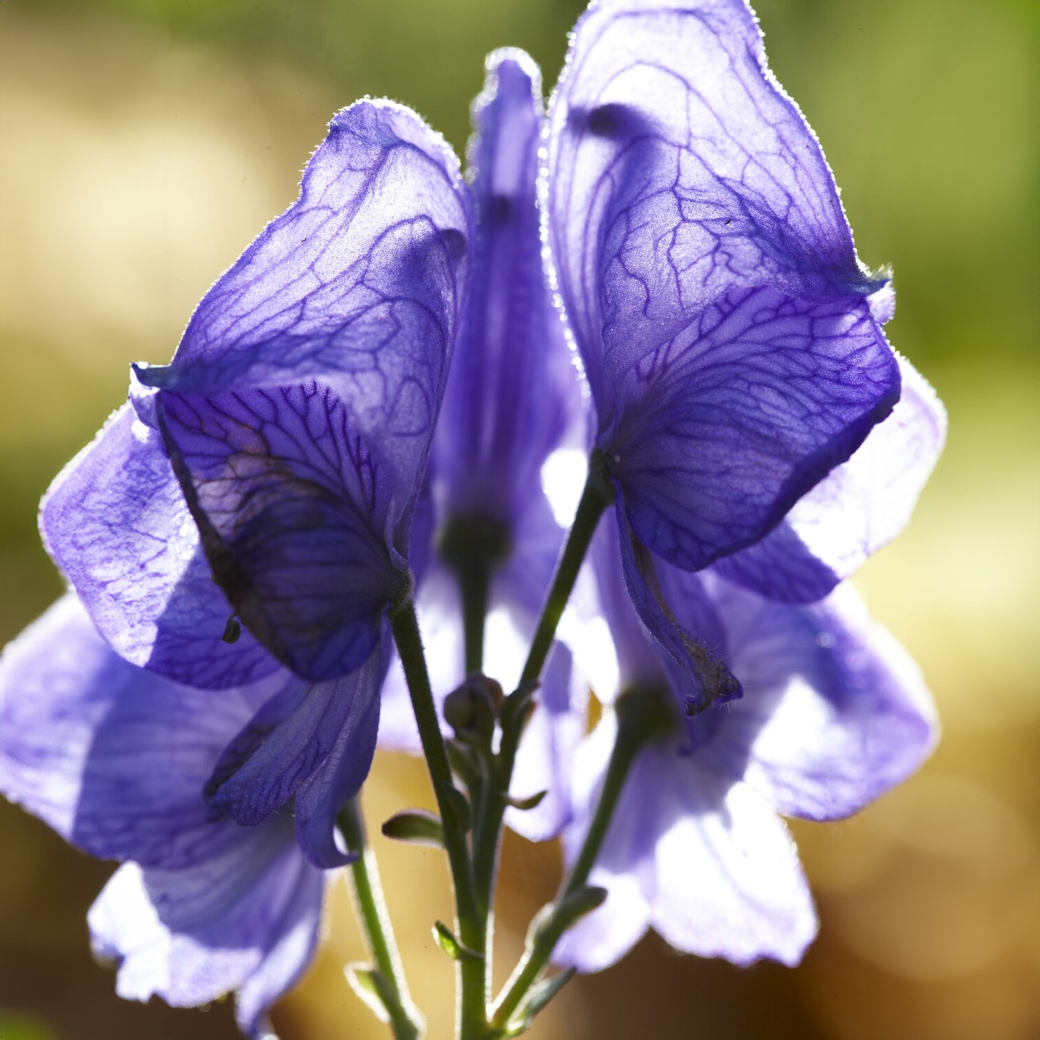 Aconit - Aconit Casque de Jupiter - Aconitum napellus