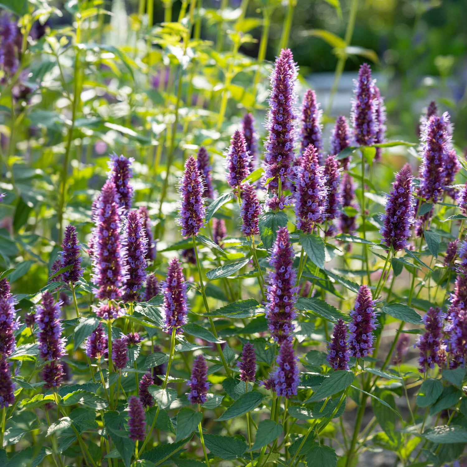 Vente Agastache Beelicious Purple - Agastache Agapd Beelicious® Purple