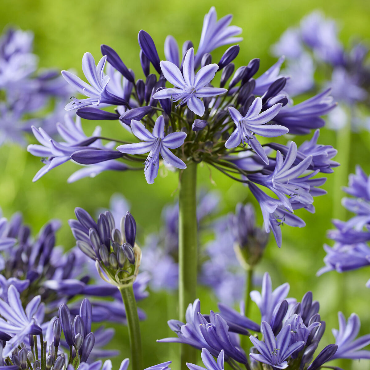 Agapanthus Navy Blue - Agapanthe Navy Blue - Agapanthes