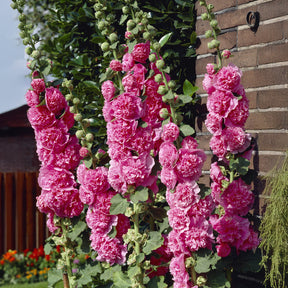 Rose trémière double Rose - Alcea rosea chaters double group pink - Willemse